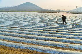 Spring Ploughing in Zaozhuang