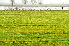 Spring Ploughing in Zaozhuang