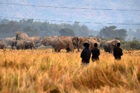 India Wildlife