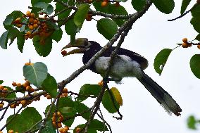 India Wildlife