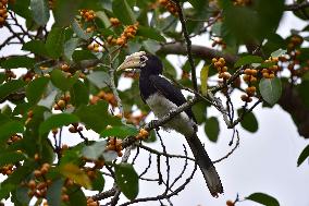 India Wildlife