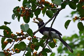 India Wildlife