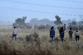 India Wildlife