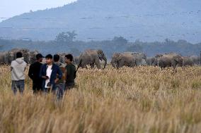 India Wildlife