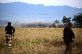 India Wildlife