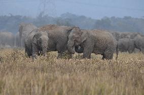 India Wildlife