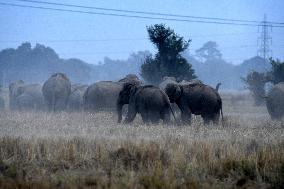 India Wildlife