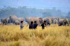 India Wildlife