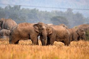 India Wildlife