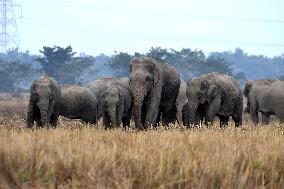 India Wildlife