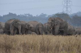 India Wildlife