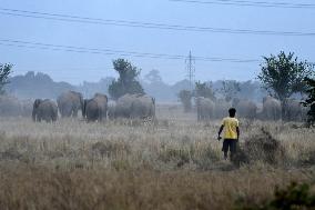 India Wildlife