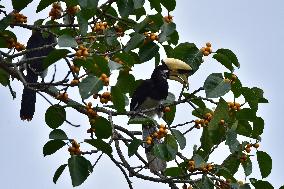 India Wildlife