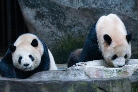 Chongqing Zoo Giant Panda