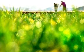 Spring Farming - China