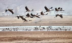 Black-necked cranes - Lhasa