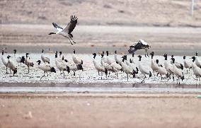 Black-necked cranes - Lhasa