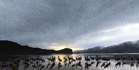 Black-necked cranes - Lhasa