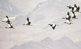 Black-necked cranes - Lhasa