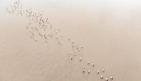 Black-necked cranes - Lhasa