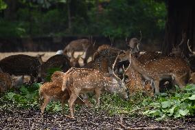 India Wildlife