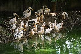 India Wildlife