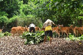 India Wildlife