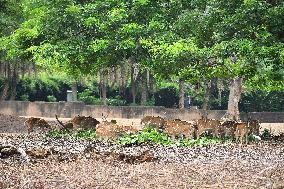 India Wildlife