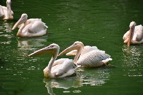 India Wildlife