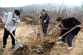 Volunteers Plant Trees in Lianyungang