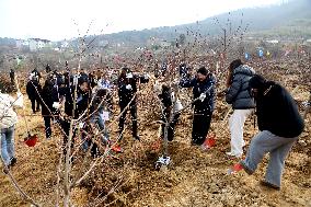 Volunteers Plant Trees in Lianyungang