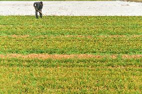 Spring Field Management in Zaozhuang