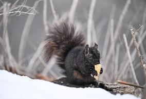 Squirrel Foraging In Snowy Ottawa