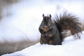 Squirrel Foraging In Snowy Ottawa