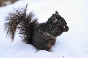 Squirrel Foraging In Snowy Ottawa