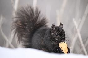 Squirrel Foraging In Snowy Ottawa