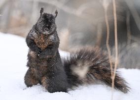 Squirrel Foraging In Snowy Ottawa