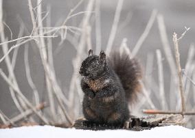 Squirrel Foraging In Snowy Ottawa