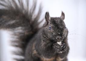 Squirrel Foraging In Snowy Ottawa