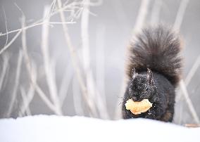 Squirrel Foraging In Snowy Ottawa