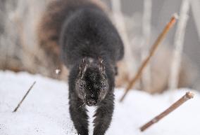 Squirrel Foraging In Snowy Ottawa