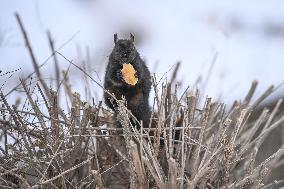 Squirrel Foraging In Snowy Ottawa