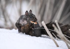 Squirrel Foraging In Snowy Ottawa