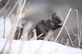 Squirrel Foraging In Snowy Ottawa