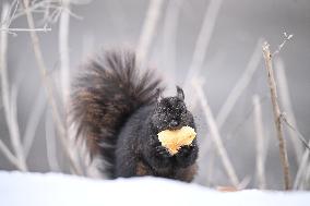 Squirrel Foraging In Snowy Ottawa