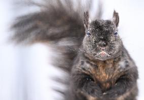 Squirrel Foraging In Snowy Ottawa