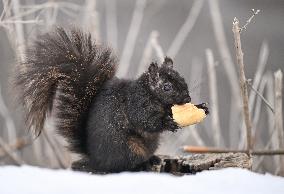 Squirrel Foraging In Snowy Ottawa