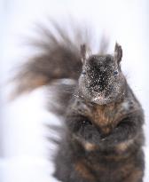 Squirrel Foraging In Snowy Ottawa