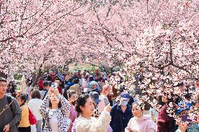 Cherry Blossoms at Zhongshan Botanical Garden in Nanjing