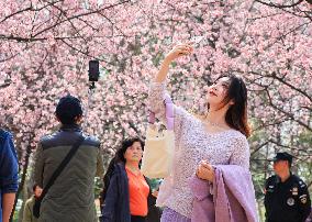 Cherry Blossoms at Zhongshan Botanical Garden in Nanjing